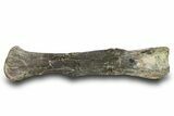 Fossil Hadrosaur (Edmontosaurus?) Femur - Montana #379470-2